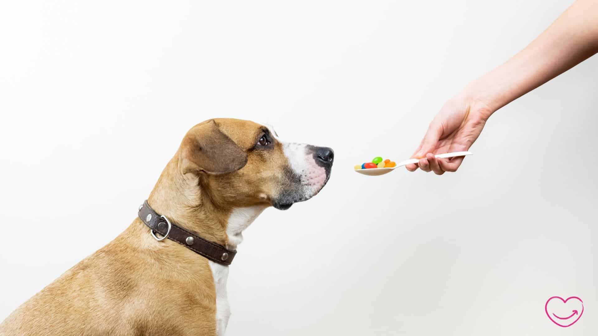 Hunde Wurmkur Alternative